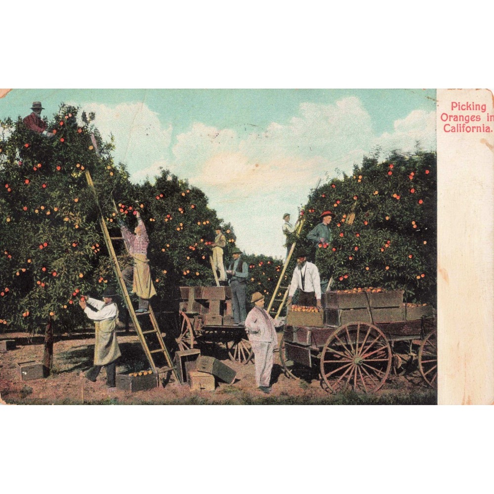 Vintage 1908 Picking Oranges in California Postcard Newman Post Card Co VG - Picture 1 of 2
